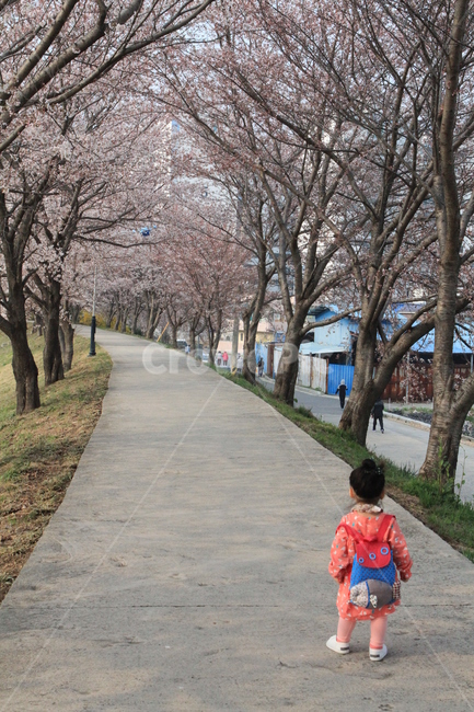 spring flowers,Cherry Blossom,spring outing,cherry blossom road,Cherry blossom outing,flower outing