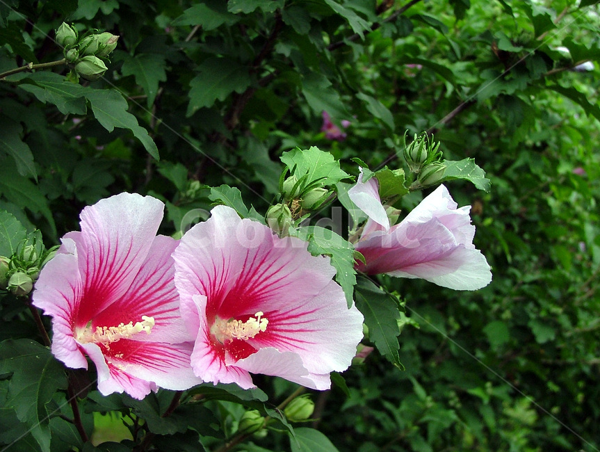 무궁화,분홍색,국화,꽃,훈화초,낙엽관목,정원수,식물,자연,plants,nature,꽃,flower