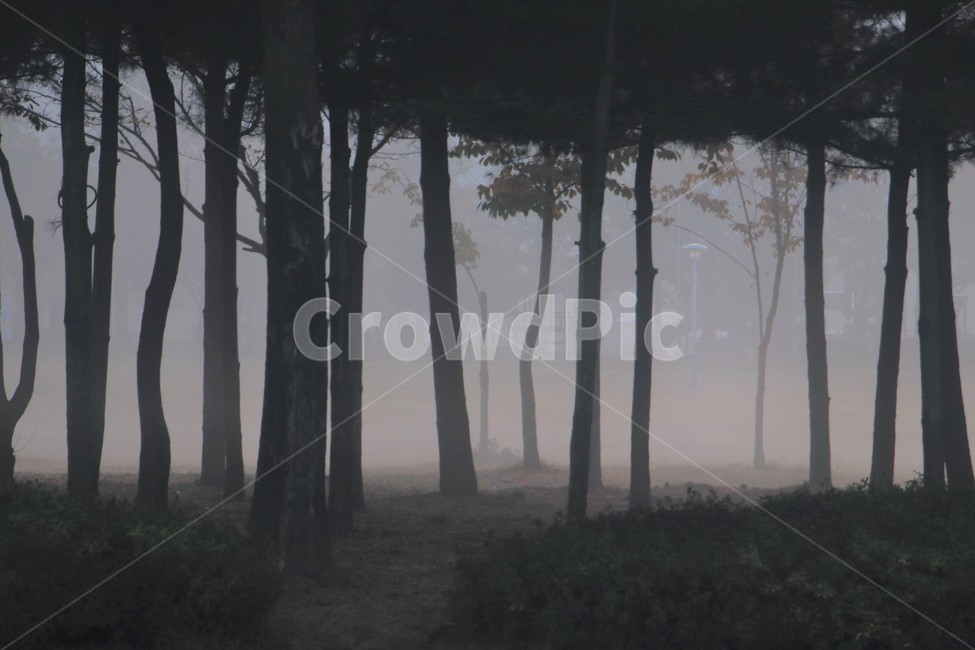 nature,자연,weather,날씨,물안개,풍경,경관,운치,나무,숲,식물,자연,plants,nature,나무,trees,wood