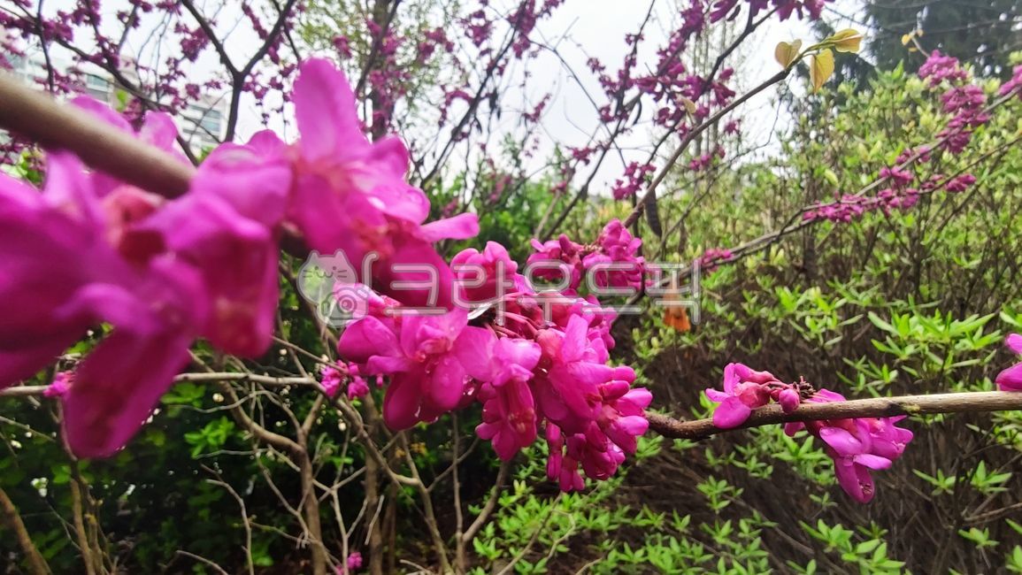 박태기나무,박태기나무꽃,cercischinensis,밥풀데기나무,밥데기나무,박태기,밥태기꽃나무,구슬꽃나무,밥티기,plant,식물,blossom,flower,꽃