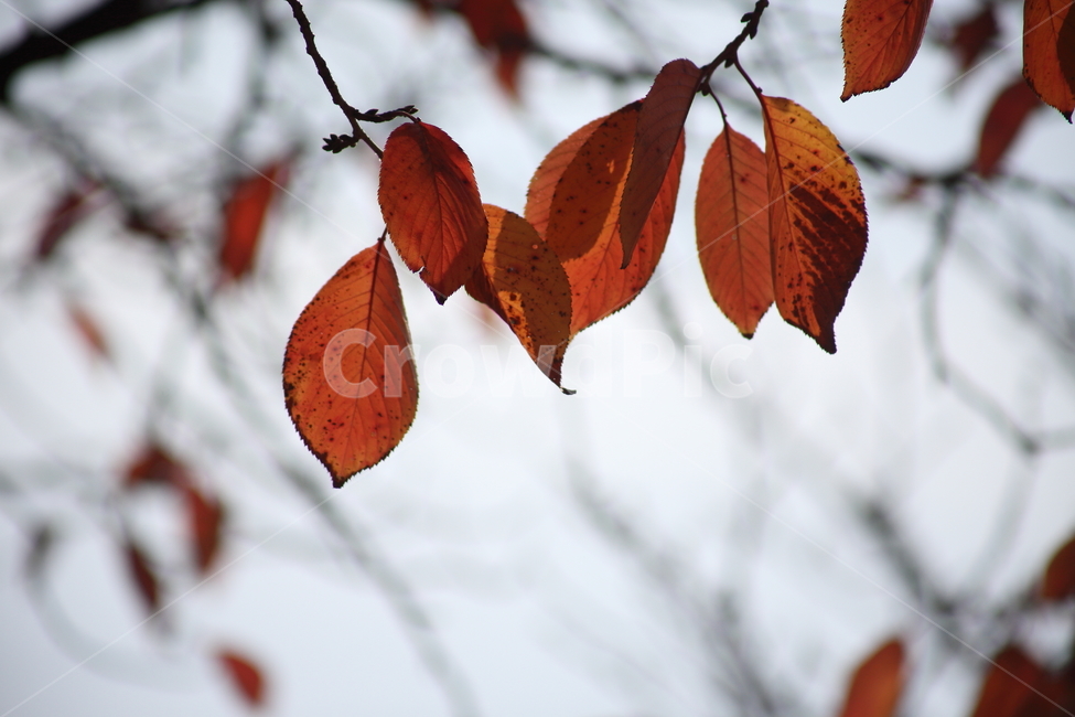 단풍,잎,식물,가을,redleaves,가을,계절,fall,autumn,season,veins,정맥