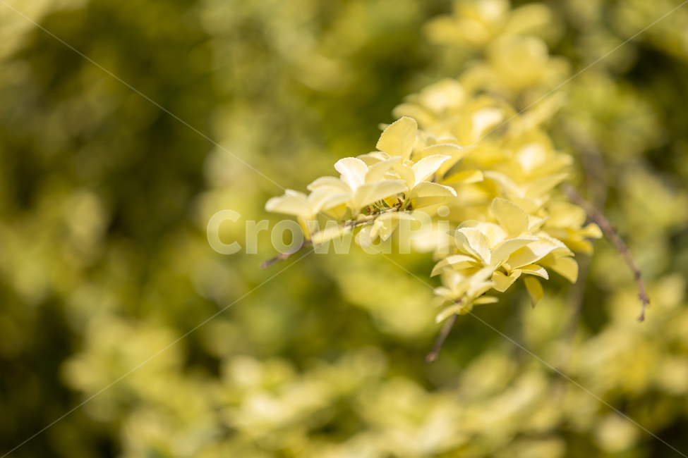나뭇잎,노랑잎,노란잎,나무,leaf,leaves,yellow,tree,숲길,숲,공원,가든,정원,garden,forest,mountain,식물,plant,flower,플라워,식물,자연,plants,nature,꽃,flower