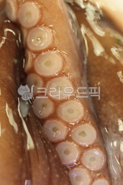 Octopus family,Webfoot octopus,octopus,sucker,Octopus,mollusk