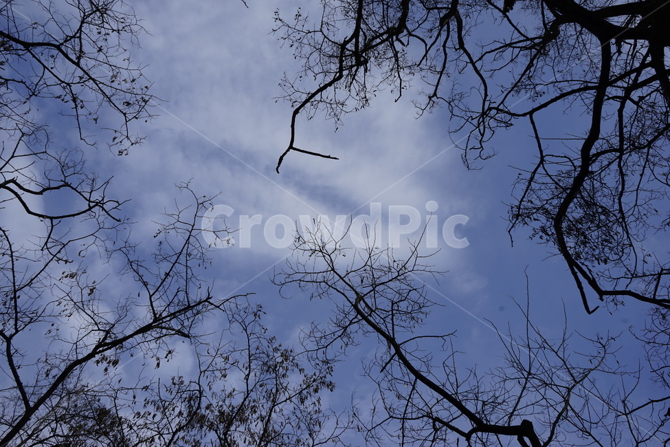 실루엣,초겨울,계절,하늘,silhouette,자연,가지,고목,나무,blue,season,winter,branch,tree,식물,자연,plants,nature,나무,trees,wood