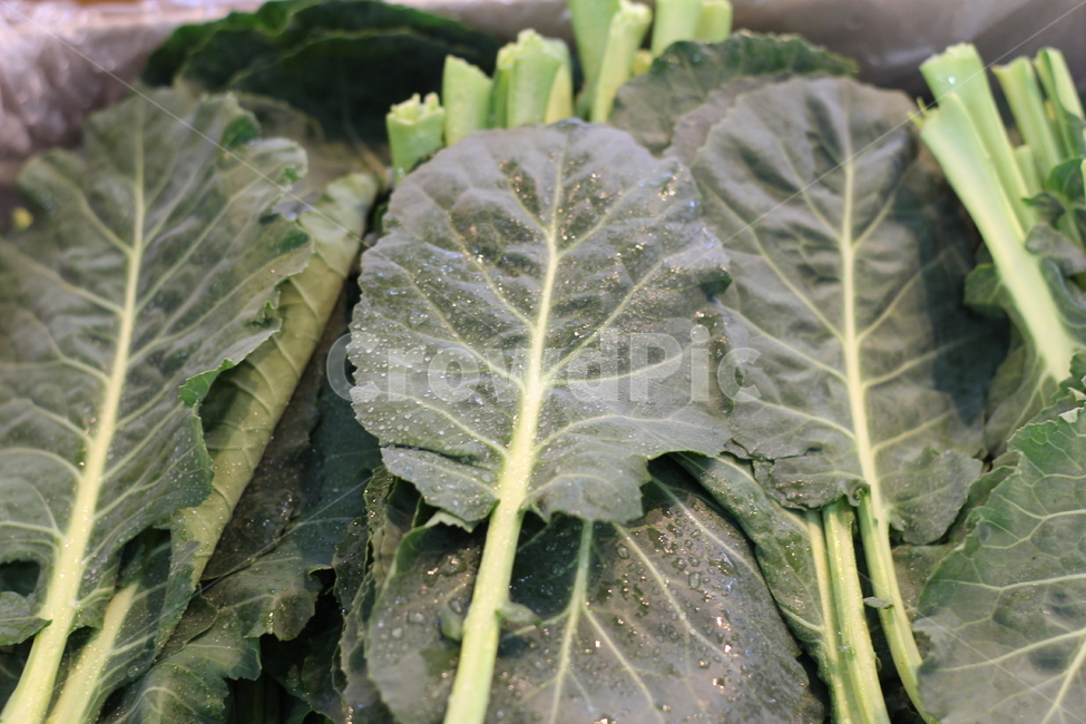 케일,마트케일,채소,쌈용케일,쌈채소,kale,야채,vegetable,식물,plant,food,마트채소,채소,야채,vegetables