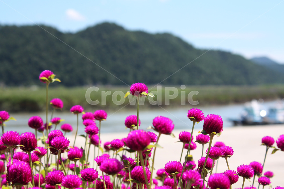 들꽃,분홍꽃,보라색꽃,순천,강,산,배,꽃,들판,강가,강가에핀들꽃,보라색,분홍색,천일홍,꽃나무,꽃가지,자연,모래,한적한곳,한국,산과강,순천만,flower,nature,river,ship,wildflower,mountain,식물,자연,plants,nature,꽃,flower