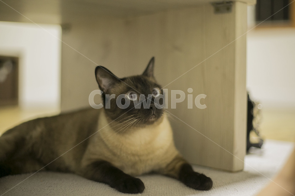 샴고양이,고양이,이쁜고양이,아기고양이,귀여운고양이,동물,animal,포유류,mammal,고양이,cat,kitten,kitty
