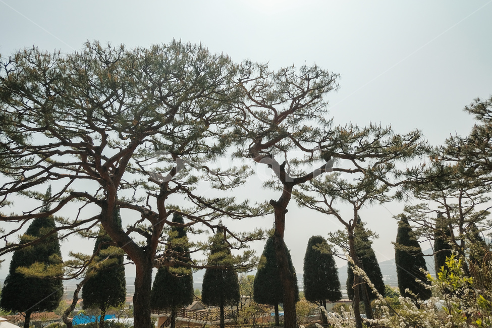 봄,나무,전나무,소나무,풍경,배경,spring,tree,firtree,landscape,background