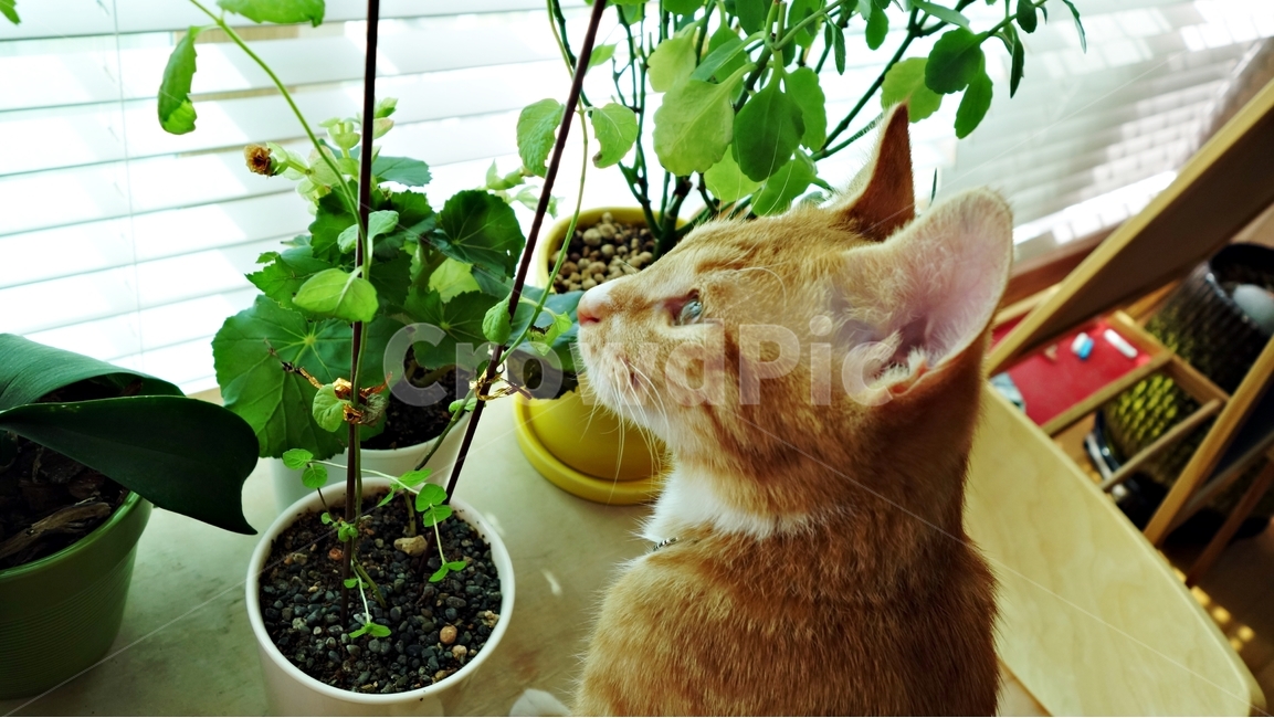 고양이,동물,pet,cat,테이블,화분,동물,animal,포유류,mammal,고양이,cat,kitten,kitty