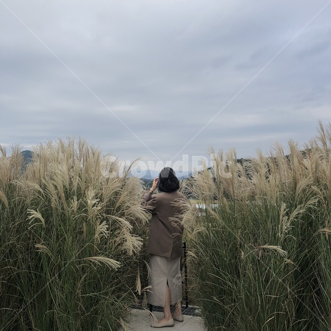 갈대,가을,인물,여자,사람,사람,인물,인간,human,person,여성,여자,woman,female,lady,여행,휴가,traveling,vacation,trip