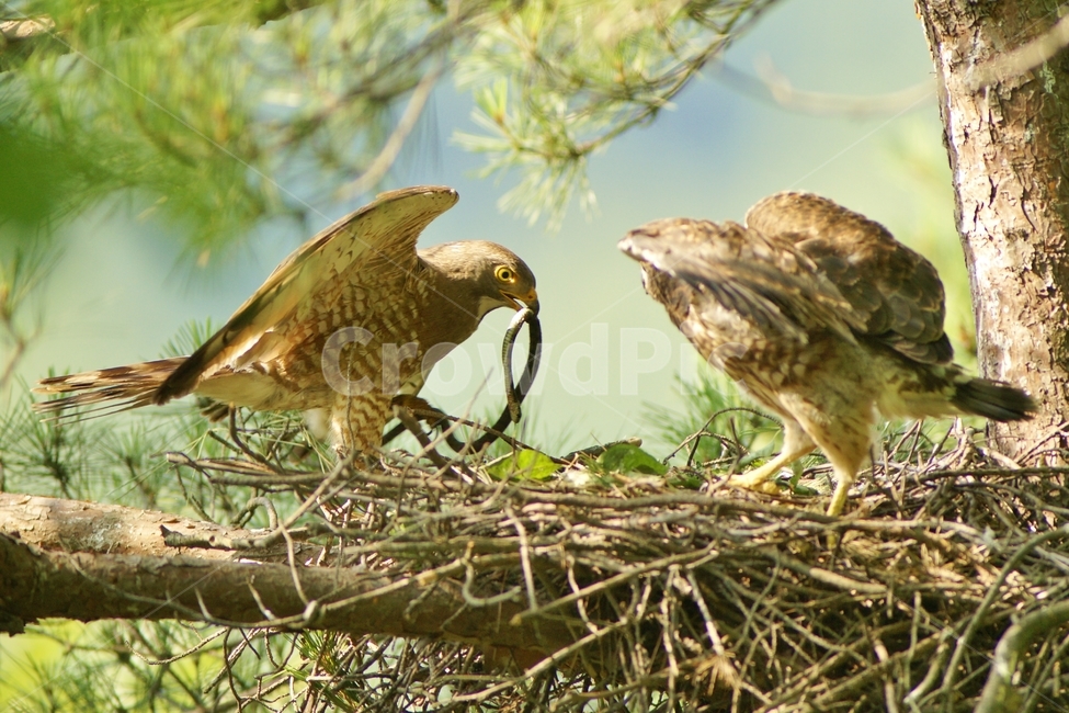 왕새매,맹금류,조류,둥지,사냥,동물,animal,조류,새,birds