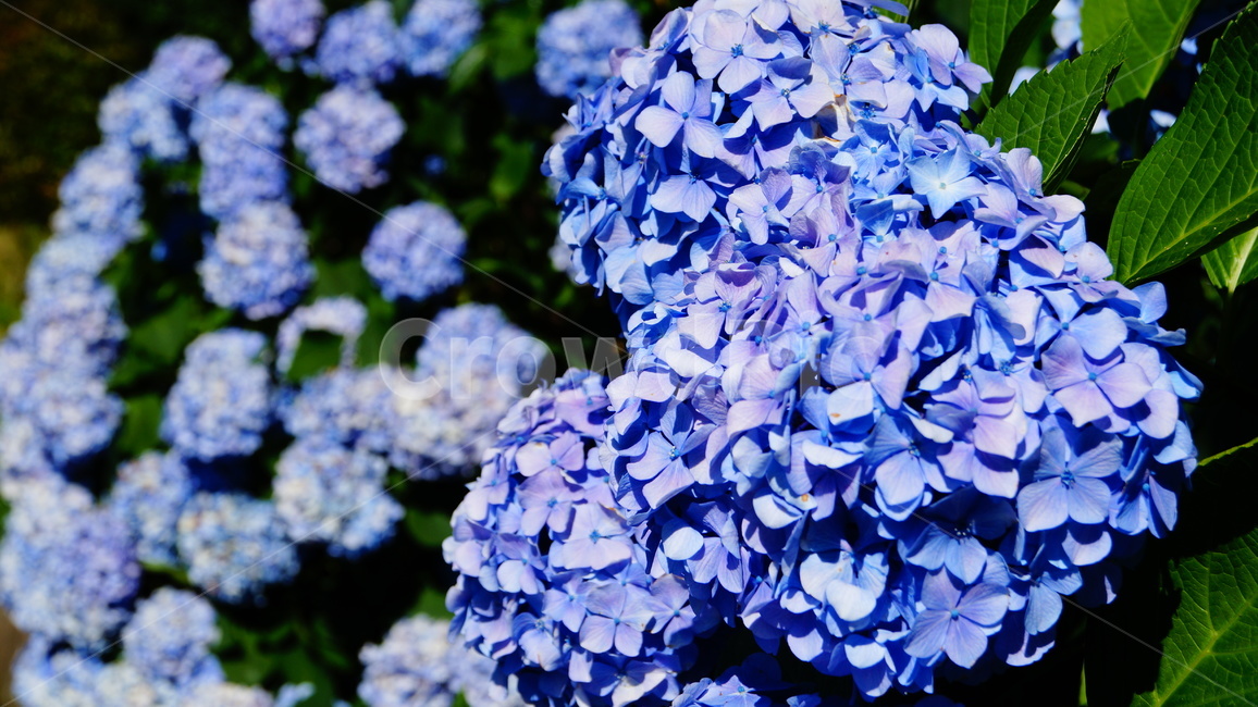 수국,수국꽃,꽃,꽃길,식물,식물,자연,plants,nature,꽃,flower