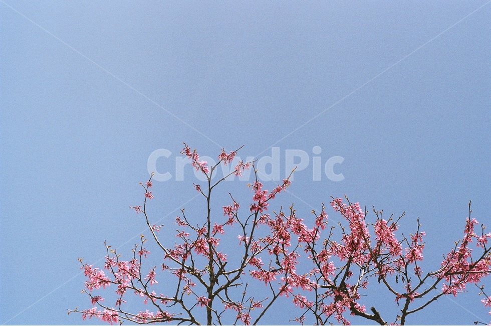 꽃,꽃나무,봄,봄꽃,풍경사진,봄,계절,spring,season,식물,자연,plants,nature,꽃,flower