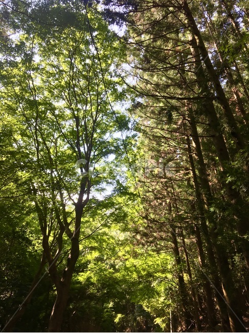 풍경,길,자연,일본,대나무,숲