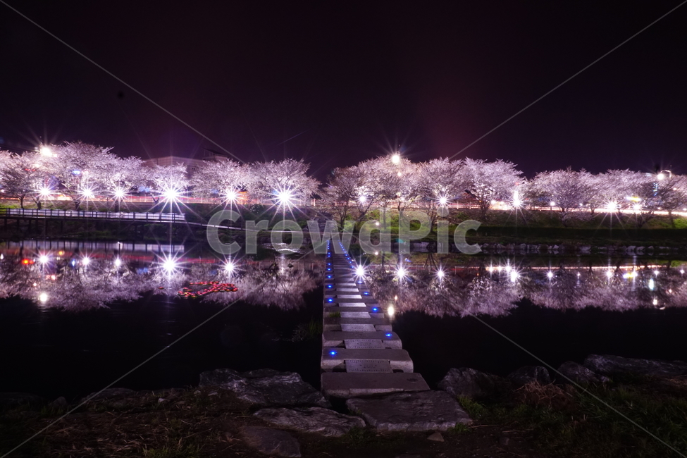 해미천,야경,벚꽃,반영,다리,봄,계절,spring,season,자연,풍경,nature,landscape,야경,밤,nightscape,night