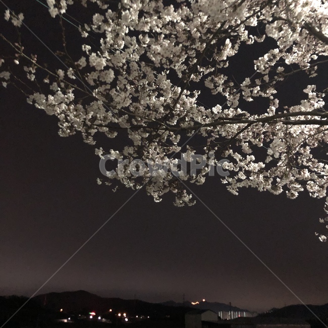 벚꽃,꽃,꽃축제,밤,하늘,밤하늘
