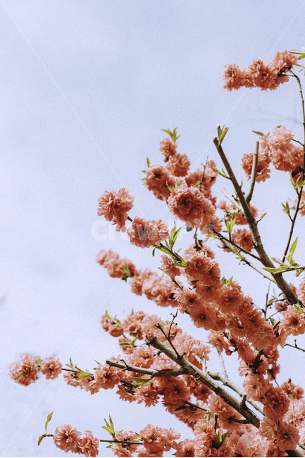 봄,꽃,봄꽃,겹벚꽃,나무,식물,spring,cherryblossom,flower,tree,plant,자연,감성,봄,계절,spring,season,식물,자연,plants,nature,꽃,flower,blossom