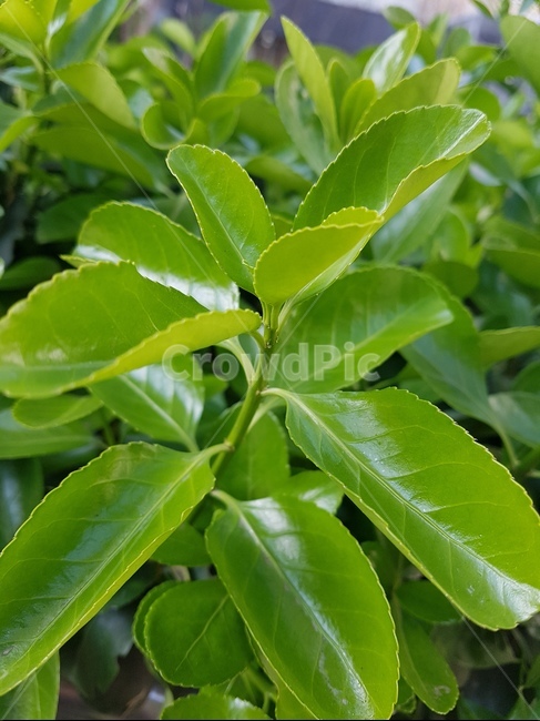 자연,싱거러움,파릇파릇,초록,새싹,식물,자연,plants,nature