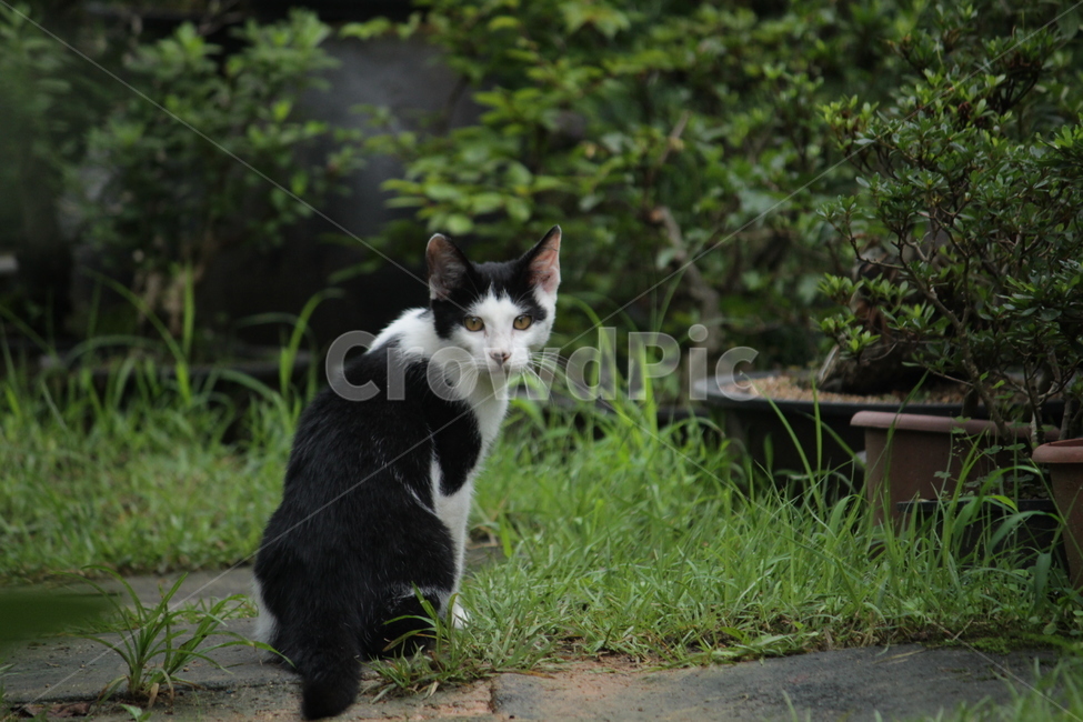 길고양이,고양이,마당,여름,야외,야생,야생고양이,흑백,점박이,동물,animal,포유류,mammal,고양이,cat,kitten,kitty