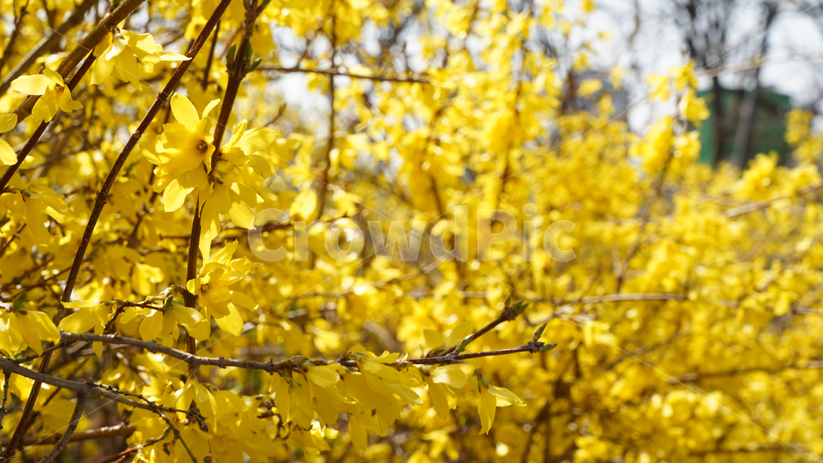 flower,봄,꽃,감성,tree,spring,계절,나무