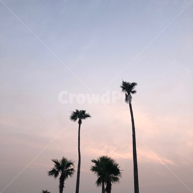 plant,나무,tree,arecaceae,palmtree,야자수,제주도,노을,풍경,하늘,sky,야자수풍경,제주도풍경