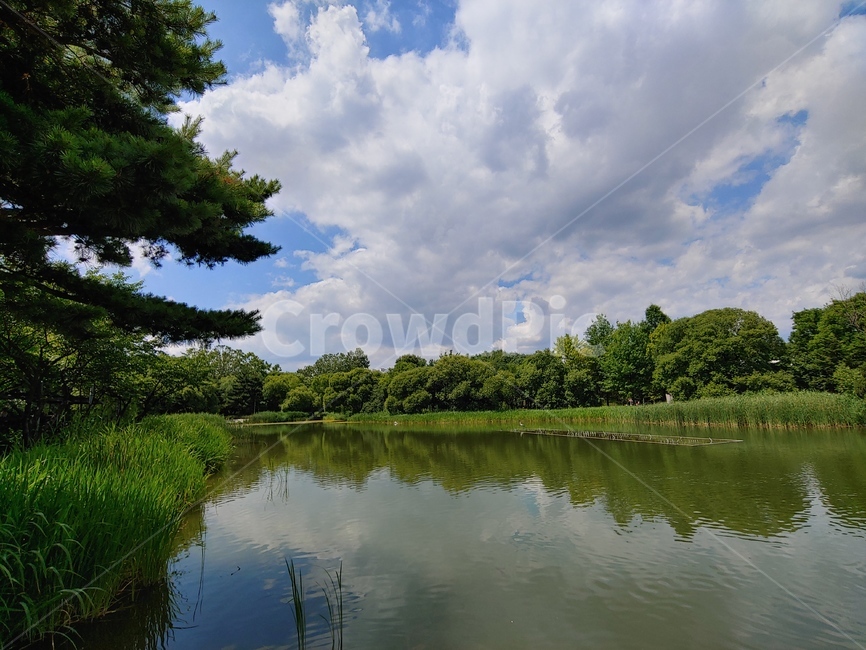 호수,숲,6월,신록,물,반영,비치다,하늘,구름,뭉게구름,잔잔한,자연,힐링,healing,nature,lake,water,sky