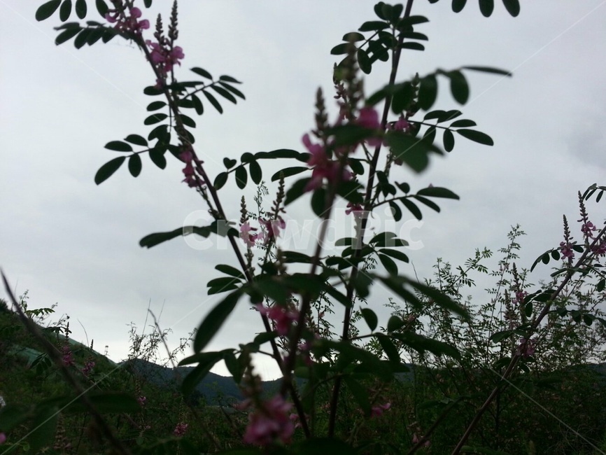 꽃,약초,산,나무잎,봄