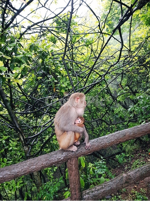 원숭이,아기원숭이,원숭이가족,동물,동물모성애,동물,animal,포유류,mammal