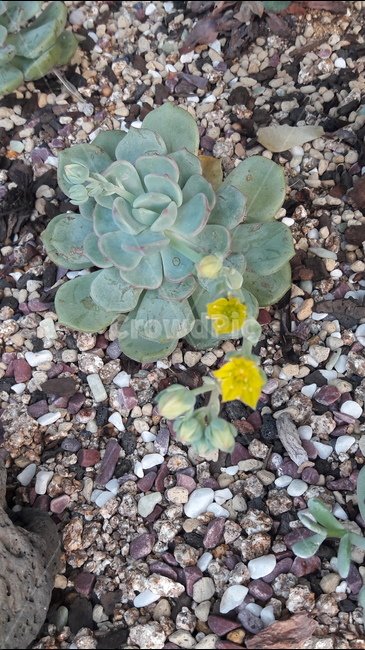 꽃,봄,안산,공원,아름다움,식물,자연,plants,nature,꽃,flower