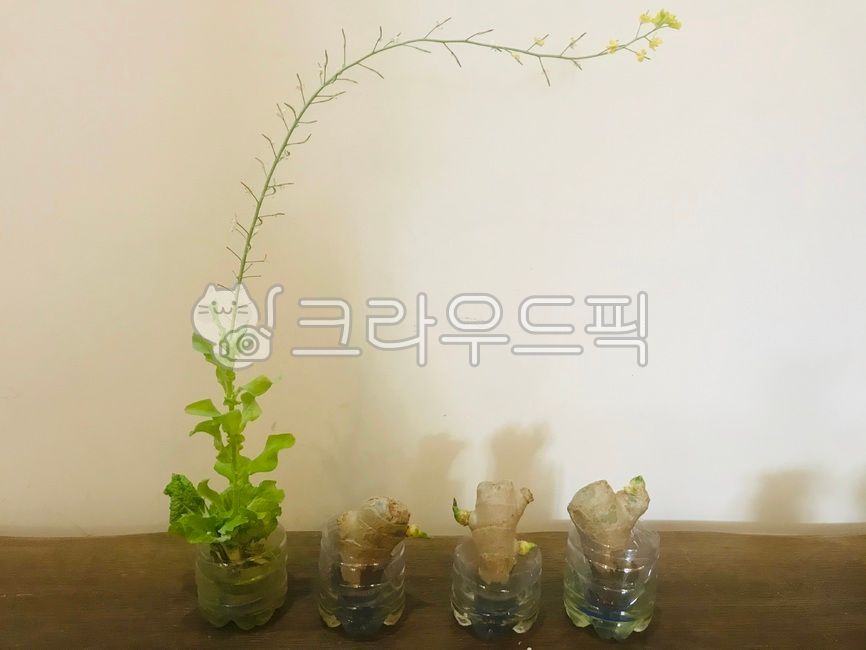 배추,배추꽃,수경재배,생강,생강싹,cabbage,flower,ginger,꽃,blossom,plant,식물