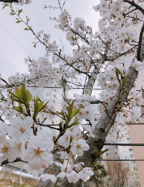 꽃,flower,blossom,식물,자연,벚꽃,spring,식물,자연,plants,nature,꽃,flower