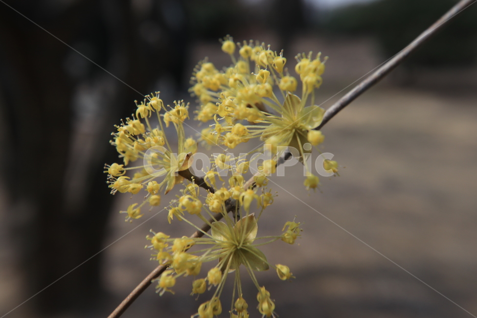 봄,산수유,꽃,spring,flower,봄,계절,spring,season,식물,자연,plants,nature,꽃,flower,plant