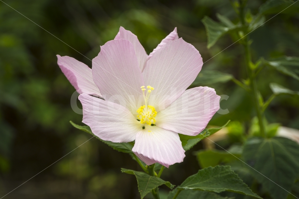 7월,기청산식물원,꽃,무궁화,식물,여름,여행,자연,포항,힐링,flower,식물,자연,plants,nature,꽃,flower
