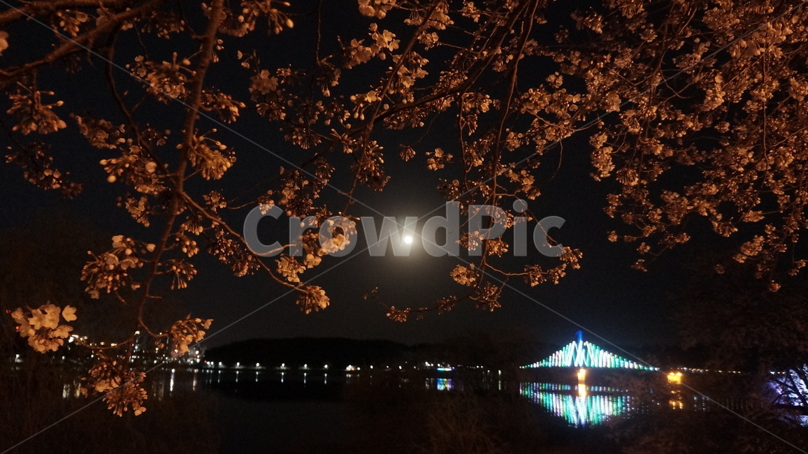 벚꽃,밤하늘,보름달,호수,나무,tree,봄