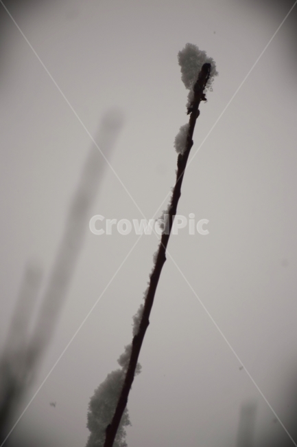 자연,눈,겨울,서리,얼음,outdoor,nature,ice,snow,frost,겨울,계절,winter,season