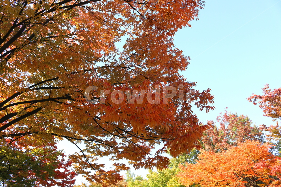 나무,단풍,식물,자연,가을,느티나무,가을,계절,fall,autumn,season,tree,maple,plant,leaf,잎