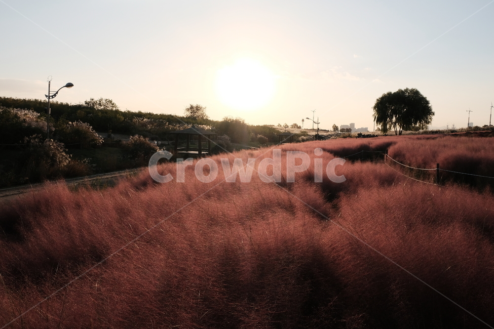 핑크뮬리,가을,아침,분홍억새,pinkmuhly,light,빛,flare,플레어,nature,자연