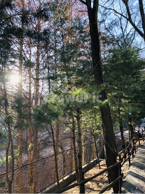 나무,햇빛,식물,산책,맑은,자연,풍경,nature,landscape,flare,플레어,light,빛,path,통로