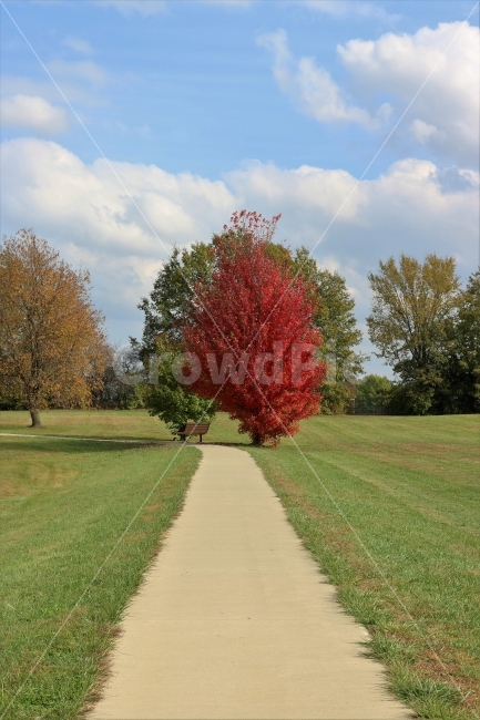 fallen leaves photo,red,fallen leaves,fall,leaves,Maple tree,road,sight,season,autumn leaves,park,Maple,sky,fall photos,red fallen leaves,nature,tree,autumnleaf,leaf,outdoor,Red,Autumn feeling,sunlight,maple,autumn,colorful,Sky of Autumn