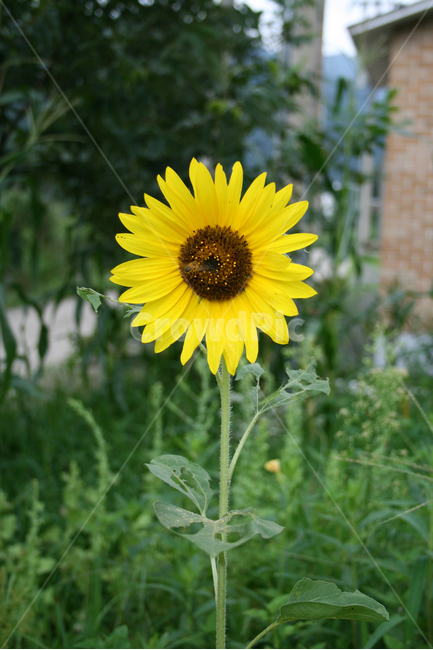 해바라기,식물,flower,plants,nature,꽃,꽃봉오리,식물,자연,plants,nature,꽃,flower