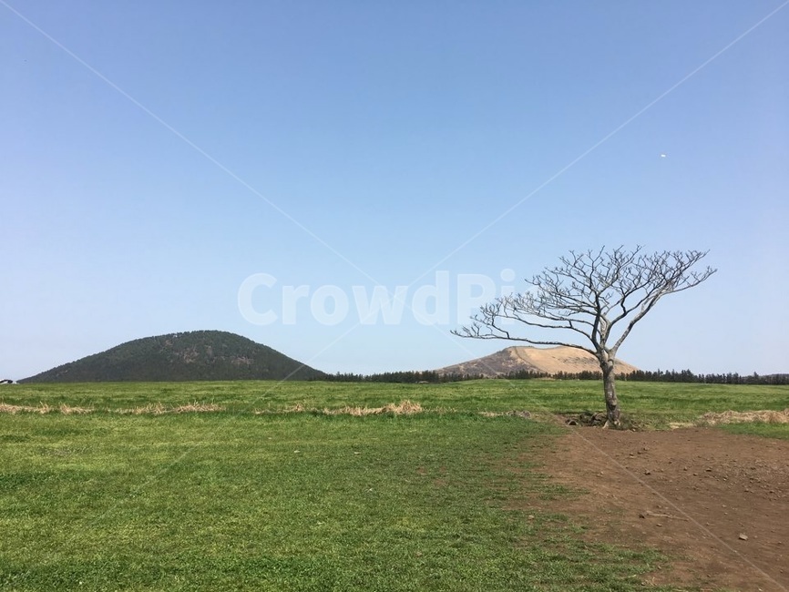 제주도,나홀로나무,왕따나무,제주나홀로나무,새별오름,오름,잔디밭,제주왕따나무,jeju,제주명소,제주핫플,관광지