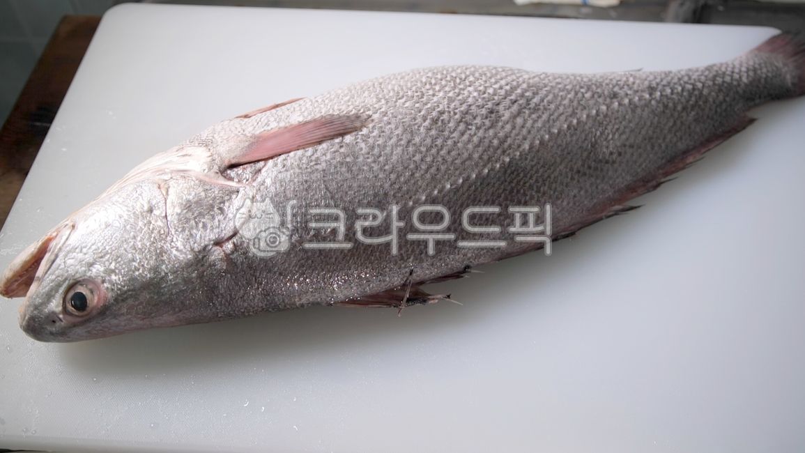 민어, 생선, 복달임, 섬민어, 한식, 사진,이미지,일러스트,캘리그라피 - jahon7작가