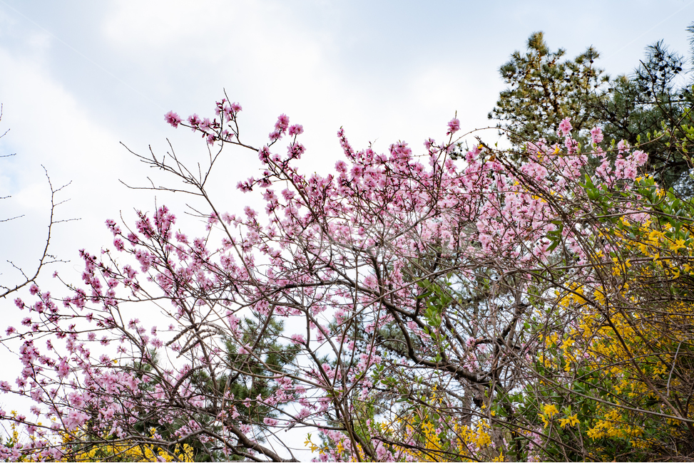 풍경,꽃,나무,감성,feel,feeling,진달래,개나리,식물,봄,계절,spring,season,plant