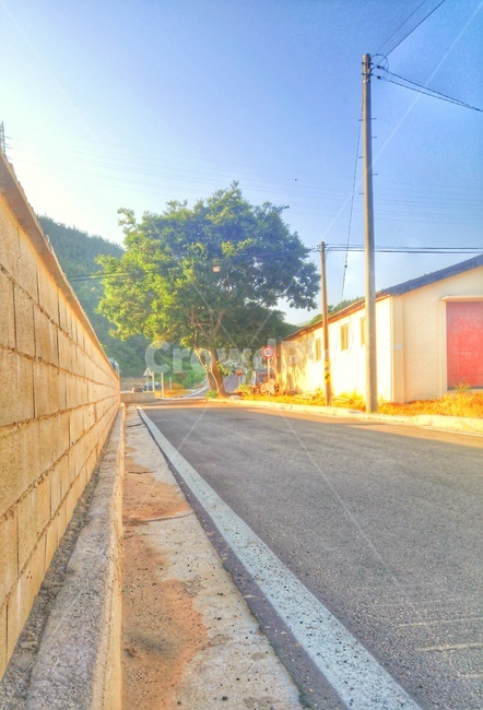 시골길,나무,시골,도로,풍경,고창,countryside,rode,landscape