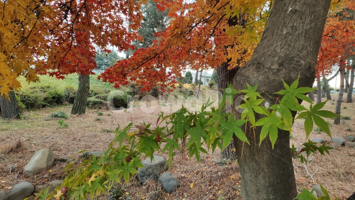 가을단풍,경치,애기단풍,가을,엽록소,plant,식물,leaf,잎,tree,나무,maple,단풍,가을,계절,fall,autumn,season,식물,자연,plants,nature,나무,trees,wood