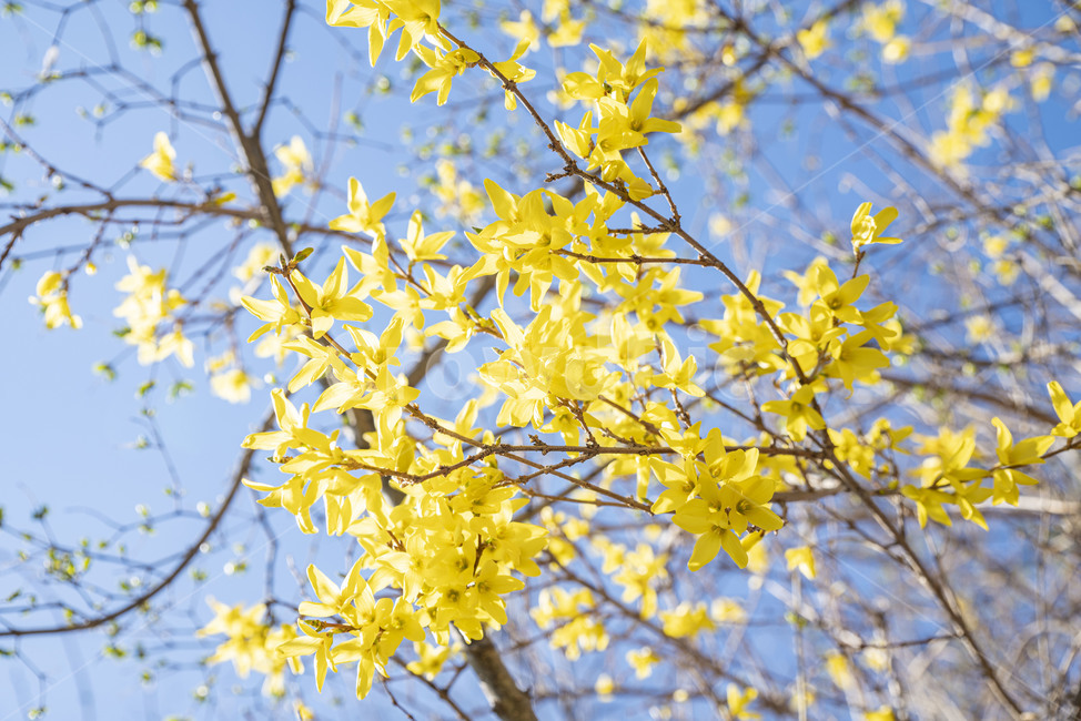 개나리,봄꽃,꽃,꽃나무,노랑,노란꽃,leaf,잎,plant,식물,tree,나무,식물,자연,plants,nature,꽃,flower