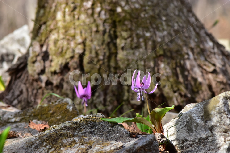 얼레지,야생화,봄,꽃,풀꽃,자연,식물,식생,plants,nature,spring,season,flower