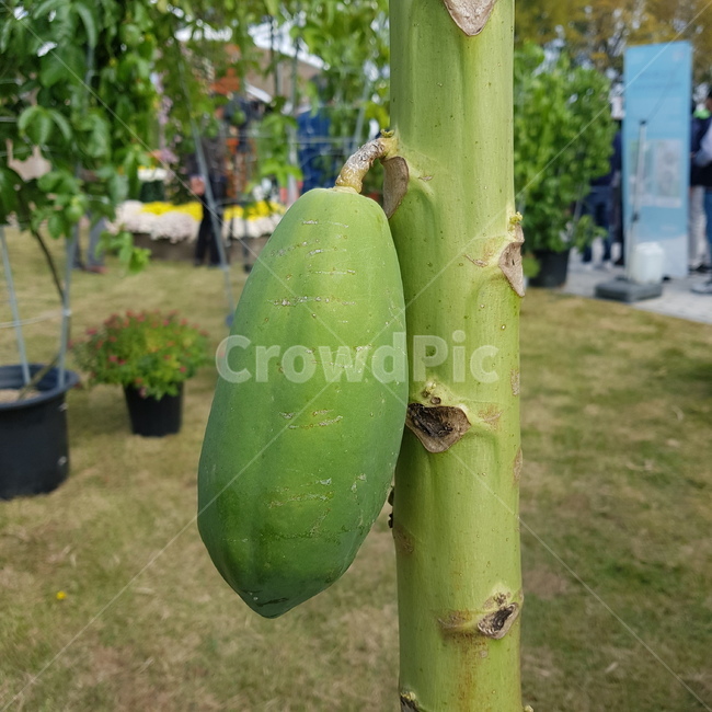 plant,식물,파파야,열대과일,초록,농업,농사,원예