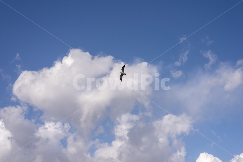 하늘배경,파란,구름,새,높은하늘,갈매기,맑음,궁개구름,cloud,하늘,sky,옥외,outdoors,nature,자연,weather