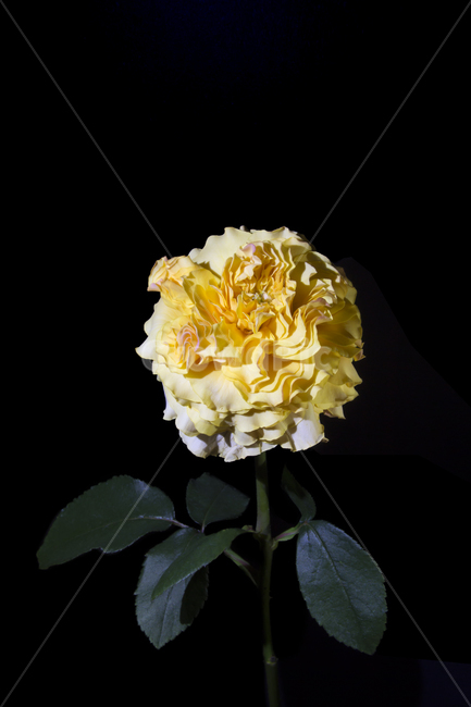 plant,식물,blossom,꽃,flower,노란색꽃,꽃잎많음,식물,자연,plants,nature,꽃,flower